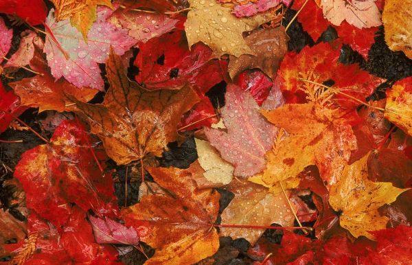 USA, Maine Autumn maple leaves